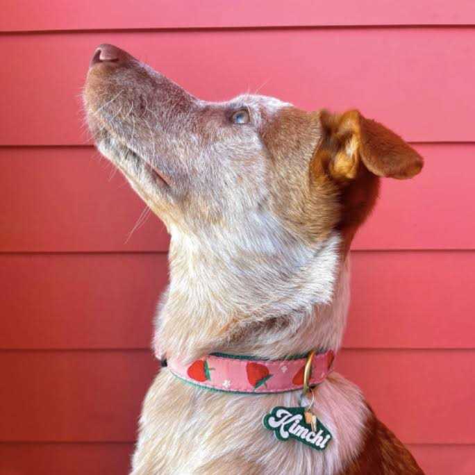 Strawberry Fields Dog Collar D1008