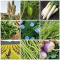 5 lb Non-GMO Cover Crop Seed Mix U75262