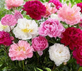 Mixed Color Peony Roots 10 Plants K523707