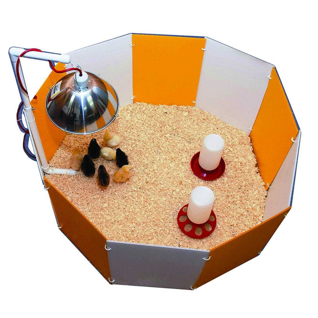 Baby Chick Starter Home D405819