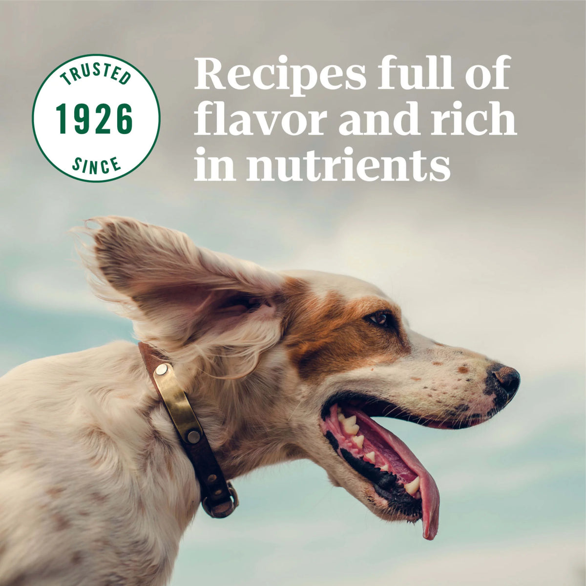 Lamb & Brown Rice Dry Dog Food 30 lb. Bag S26988