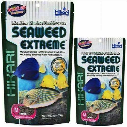 Seaweed A562