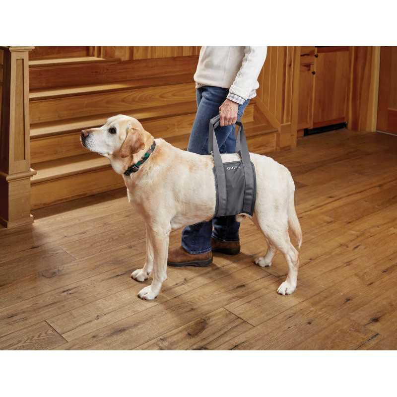 Gray Rear Dog Lift F99171