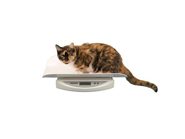 Portable Digital Pediatric Scale F881
