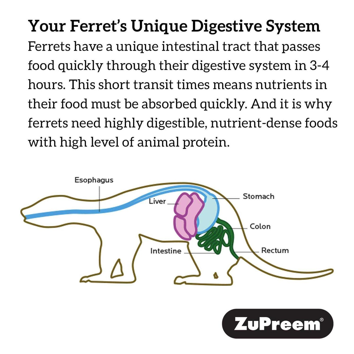 Premium Ferret Diet S485439