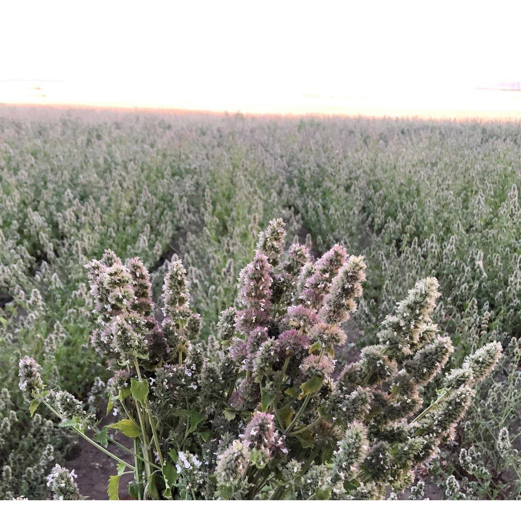 Silver Vine Catnip Mix Tub J798658