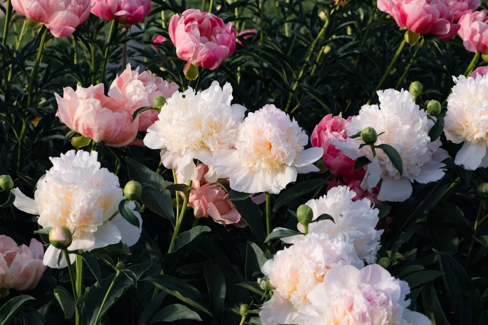 Mixed Color Peony Roots 10 Plants K523707