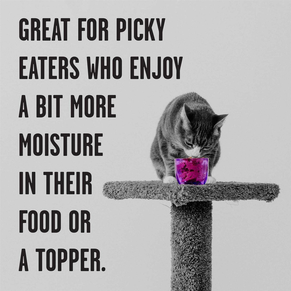 Chicken Recipe Shredded Canned Cat Food T733